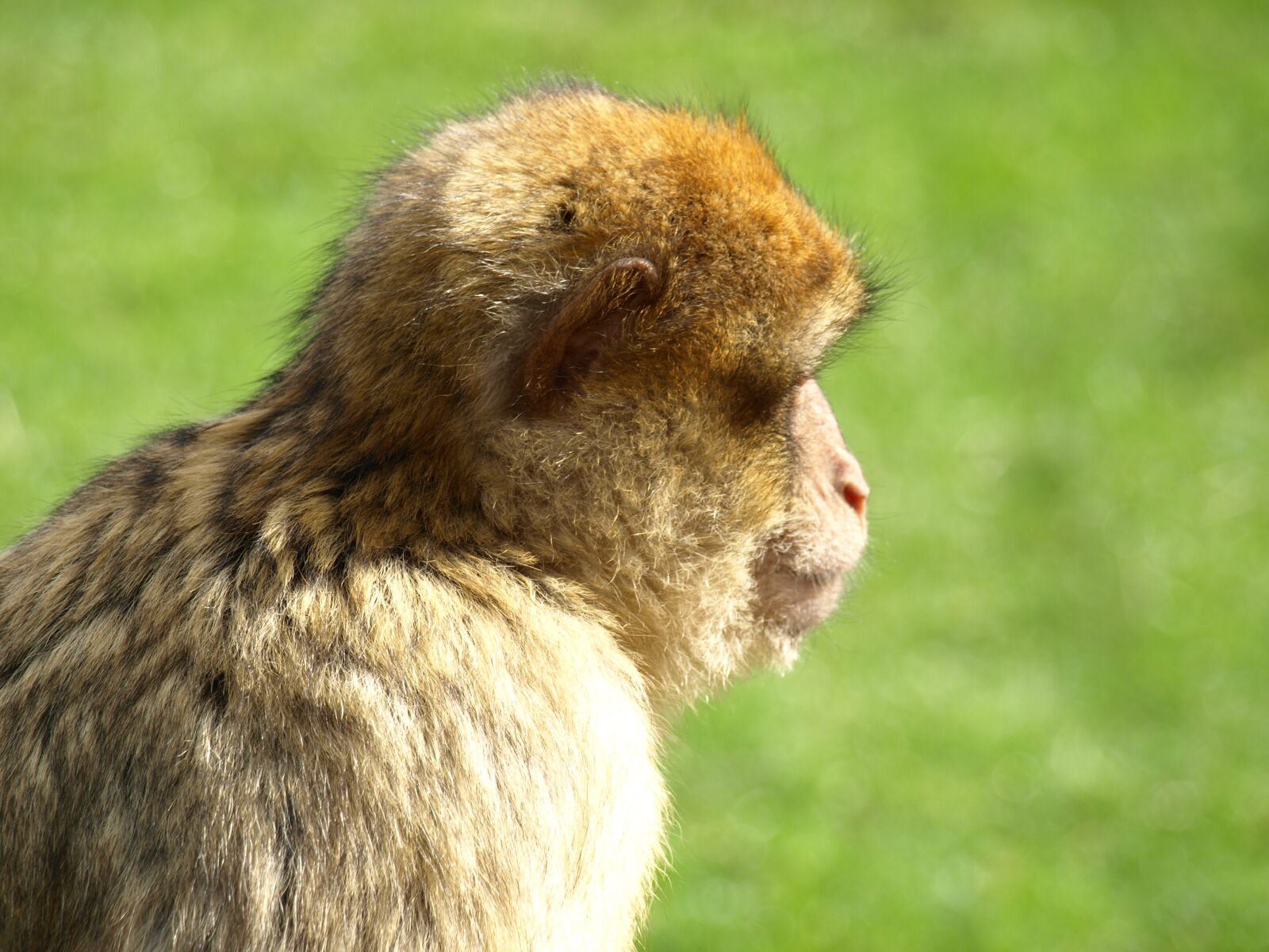 Olympus E-510 (EVOLT E-510) sample photo. Barbary ape, monkey, portrait photography