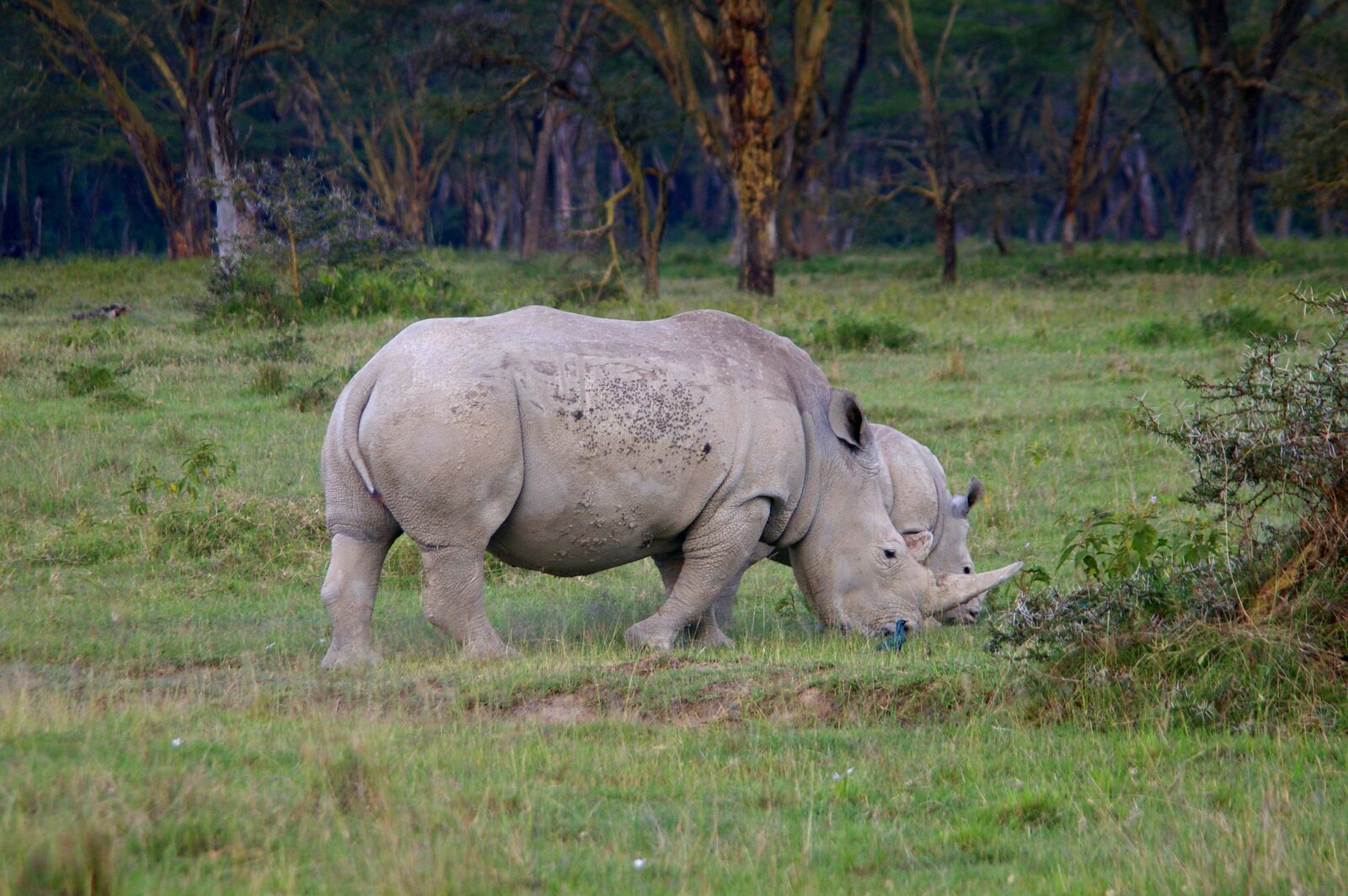 Pentax K100D sample photo. Rhino, africa, safari photography