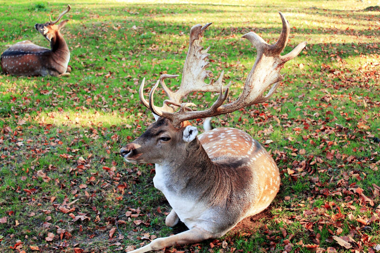 Canon EF-S 18-55mm F3.5-5.6 IS sample photo. Animal, deer, nature, wildlife photography