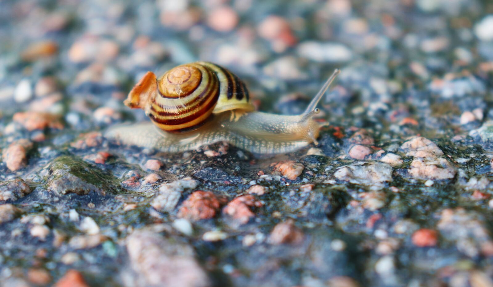 Canon EOS 77D (EOS 9000D / EOS 770D) sample photo. Snail, ground, crawling photography
