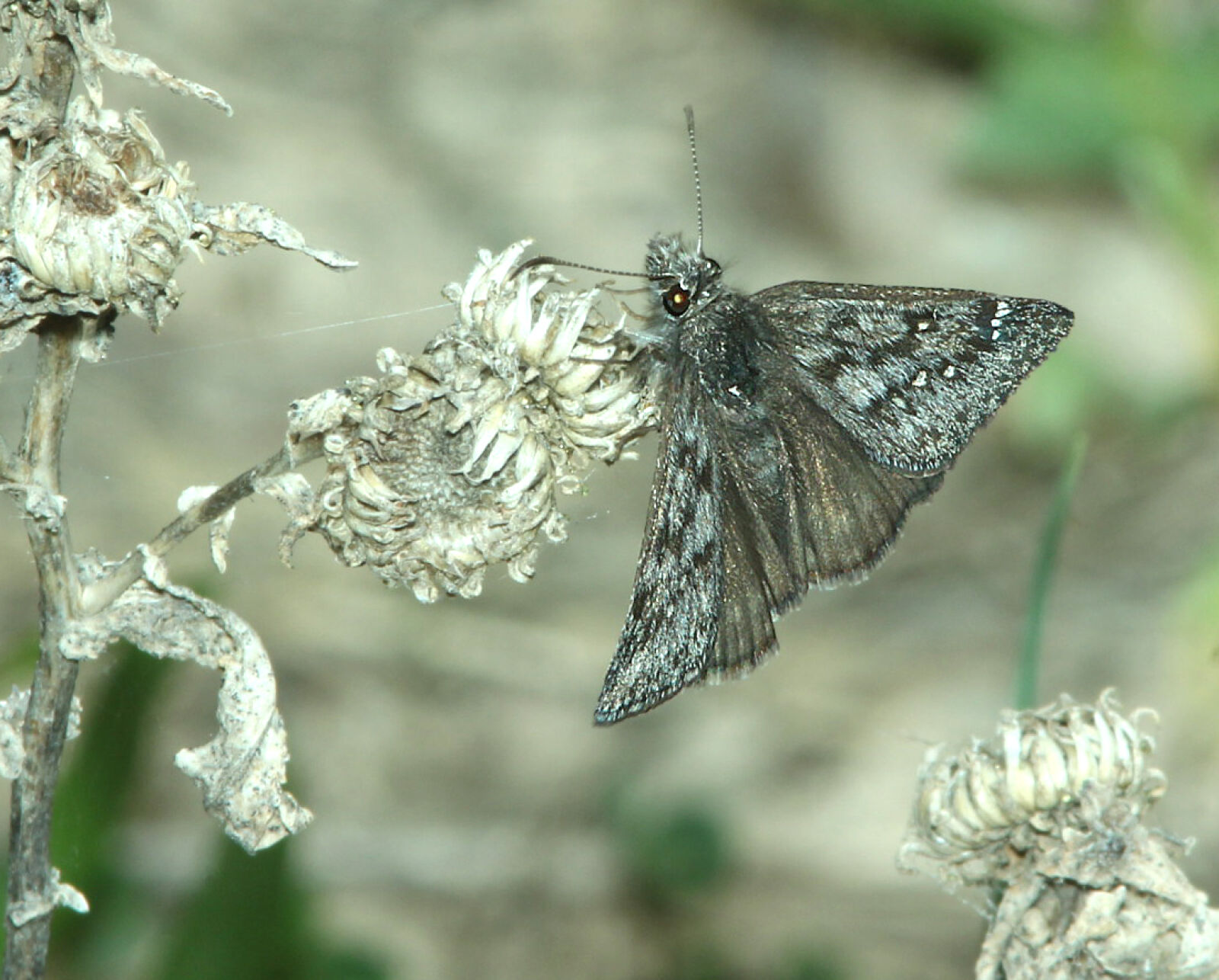 Canon EF 300mm F4L IS USM sample photo