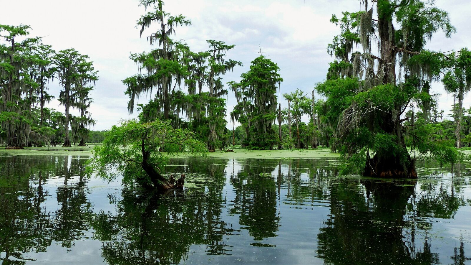 Panasonic Lumix DMC-FZ200 sample photo. Bayou, louisiana, marsh photography