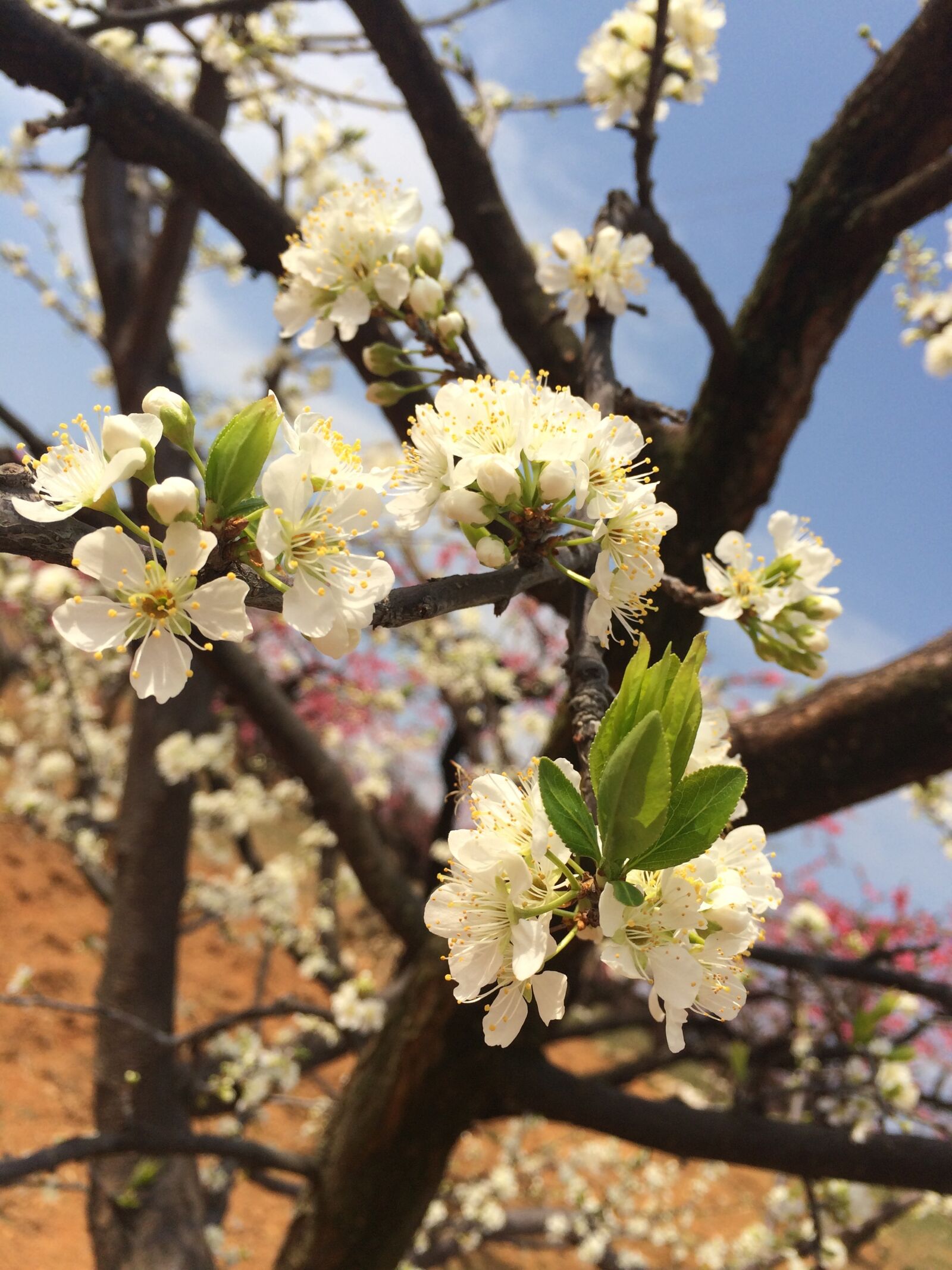 iPhone 5s back camera 4.15mm f/2.2 sample photo. Pear tree, pear, spring photography
