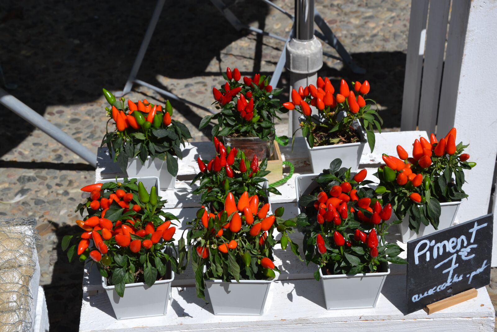 Nikon D3100 sample photo. Chili pepper, plant, flowers photography