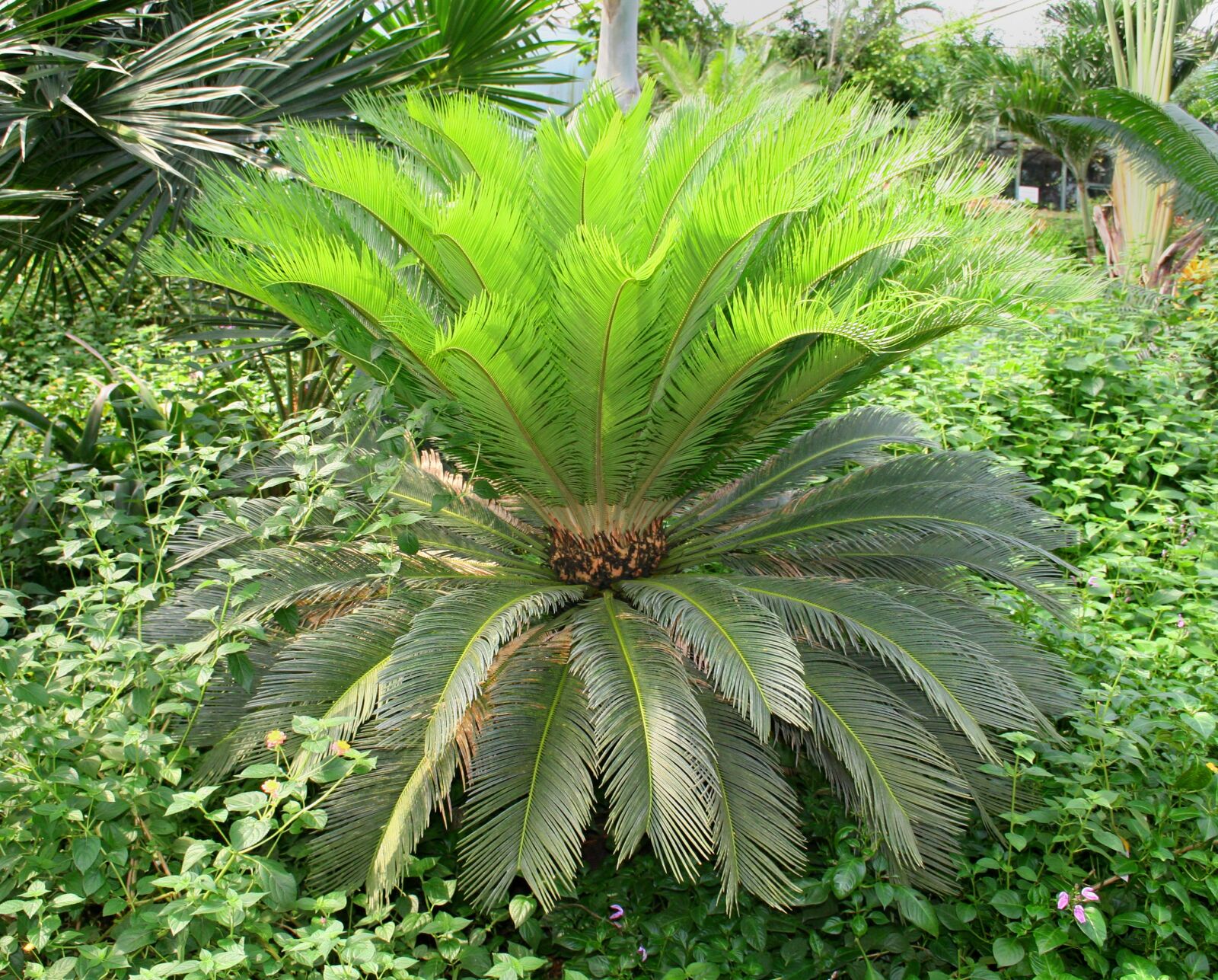 Canon EOS 350D (EOS Digital Rebel XT / EOS Kiss Digital N) sample photo. Palm, gorgeous, holidays photography
