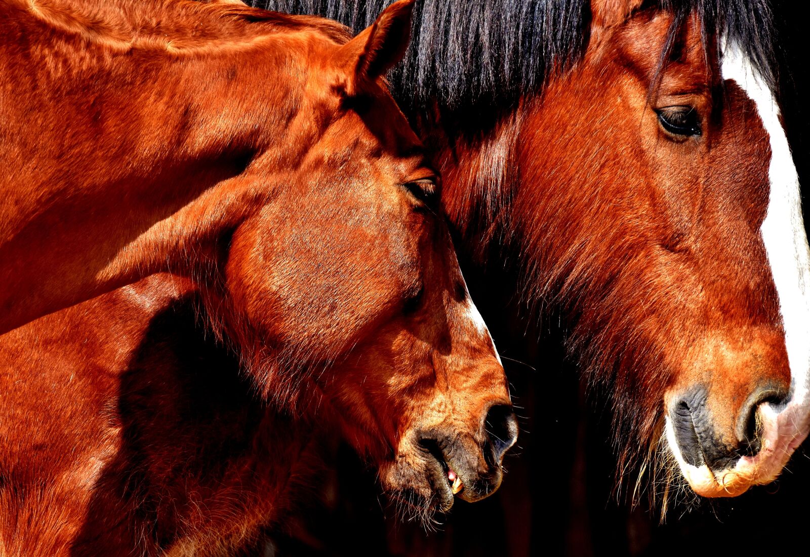 Nikon D7200 sample photo. Horses, friendship, horse stable photography
