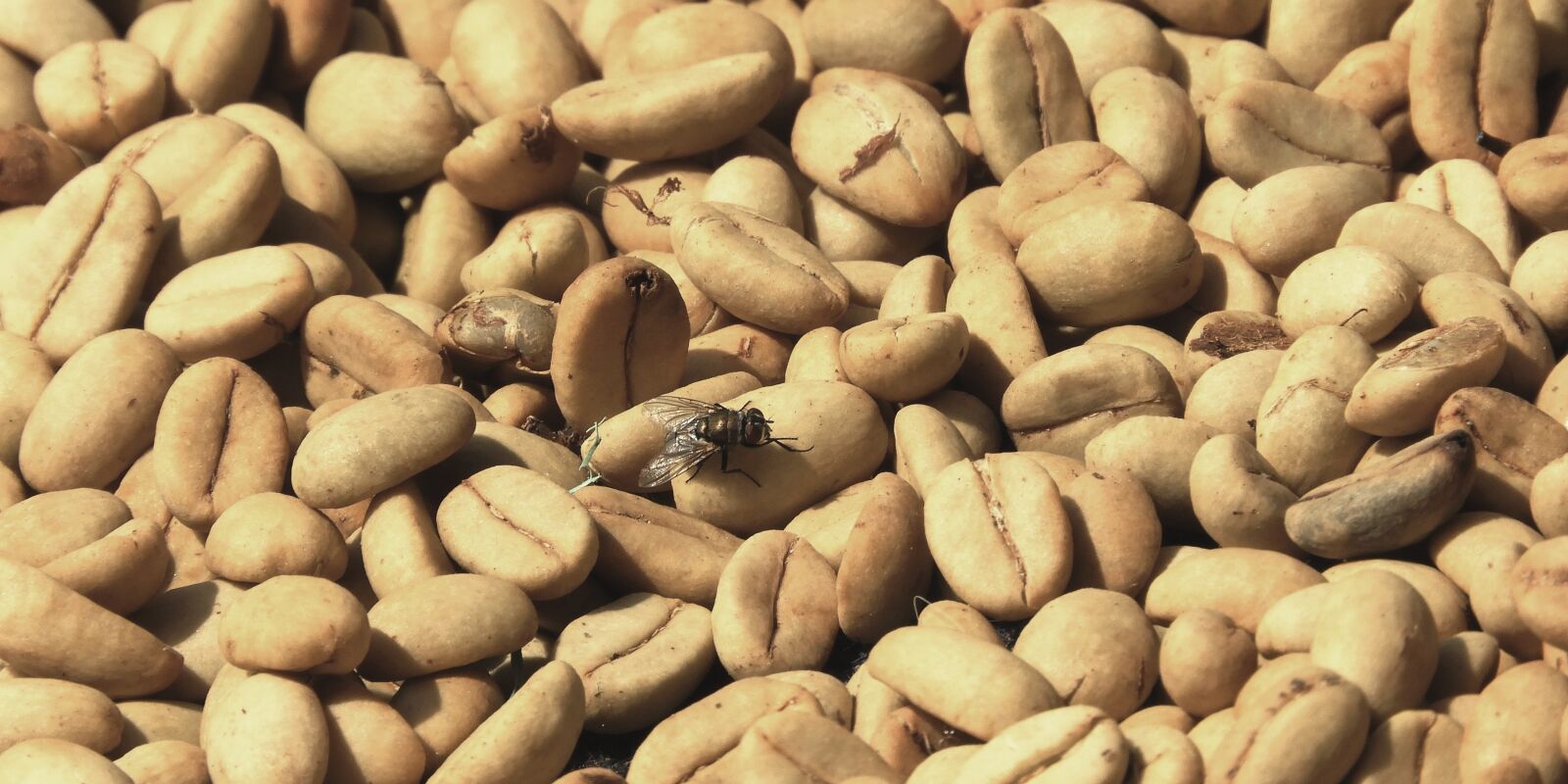 Nikon Coolpix B700 sample photo. Grain, coffee, fly photography