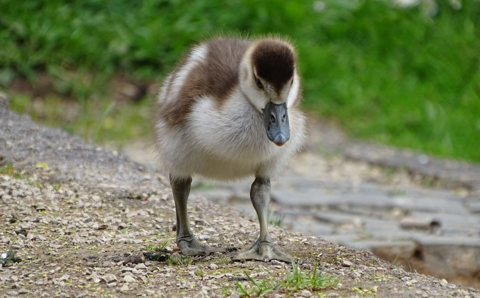 Sony Cyber-shot DSC-HX400V sample photo. Chicks, geese, bird photography