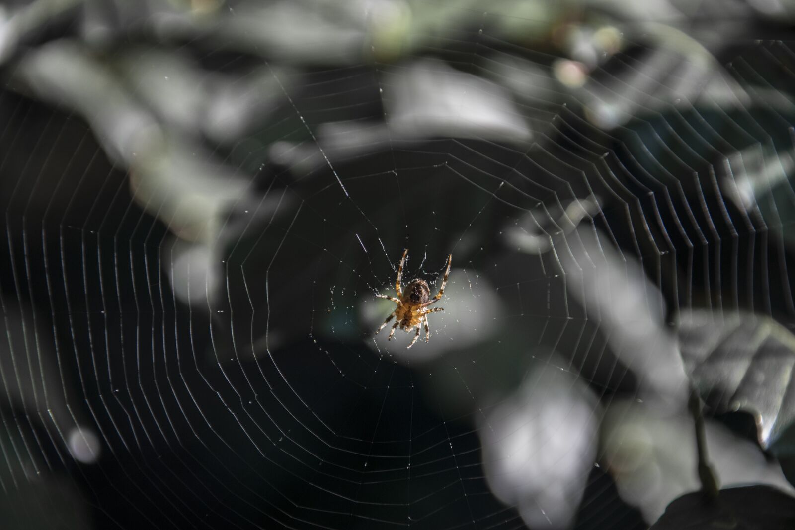 Nikon D5300 sample photo. Spider, hotel, cobweb photography