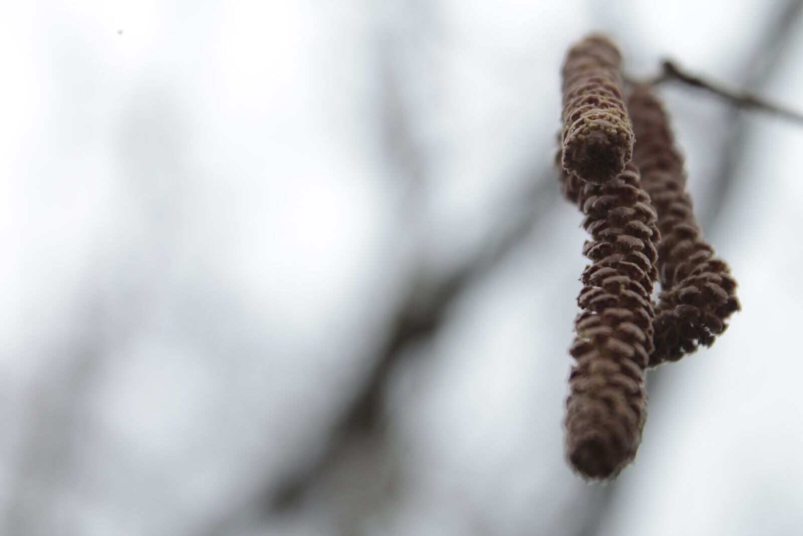 Canon EOS 1100D (EOS Rebel T3 / EOS Kiss X50) sample photo. Nature, blur, birch photography