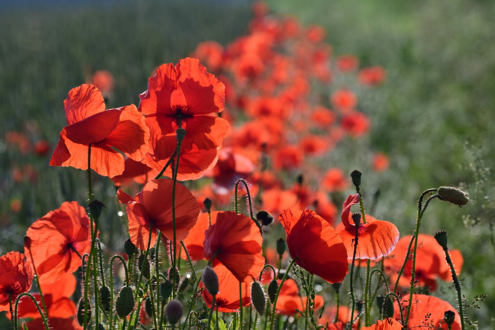Nikon D3300 sample photo. Poppy, field of poppies photography