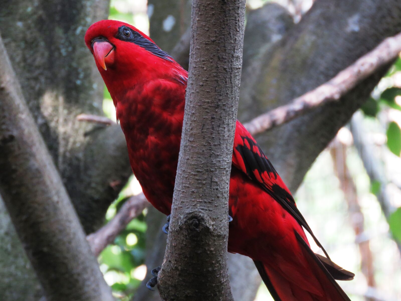 Canon PowerShot SX60 HS sample photo. Parrot, bird, macaw photography