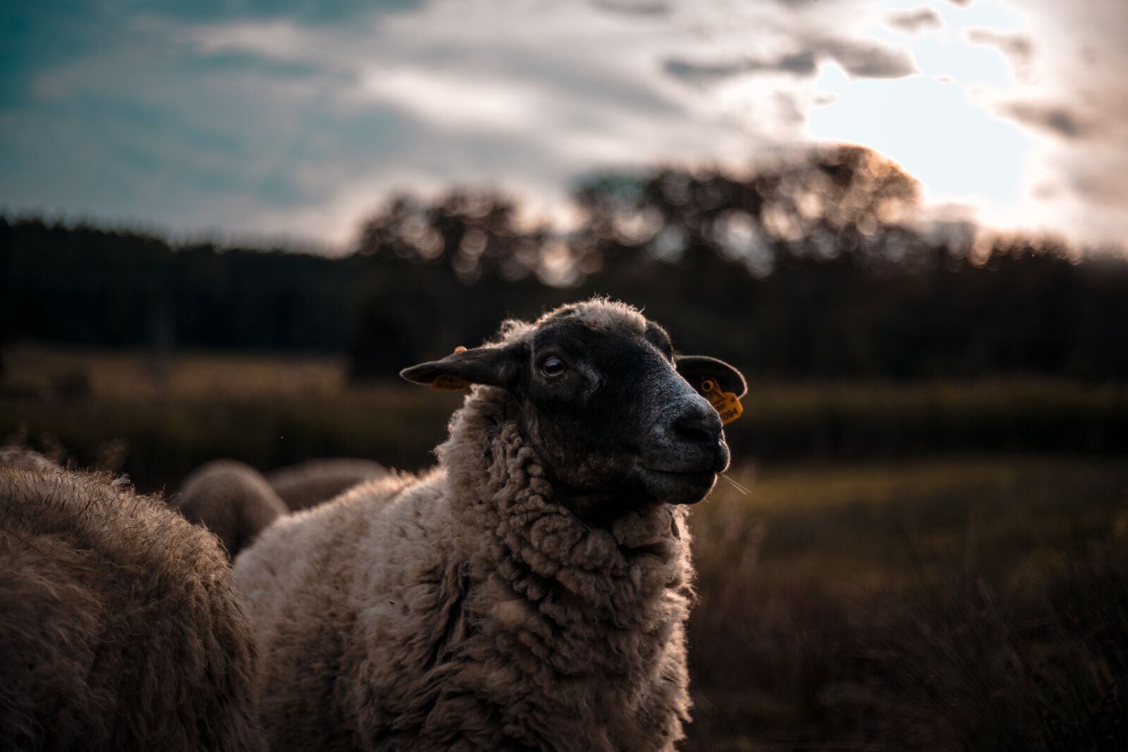Canon EF 50mm F1.8 II sample photo. Animal, economic, sheep photography