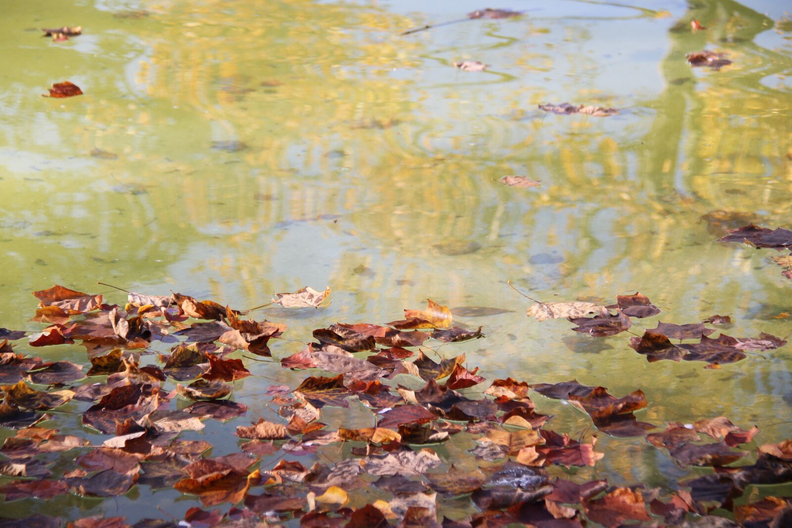 Canon EOS 7D sample photo. Leaves, fall, fountain photography