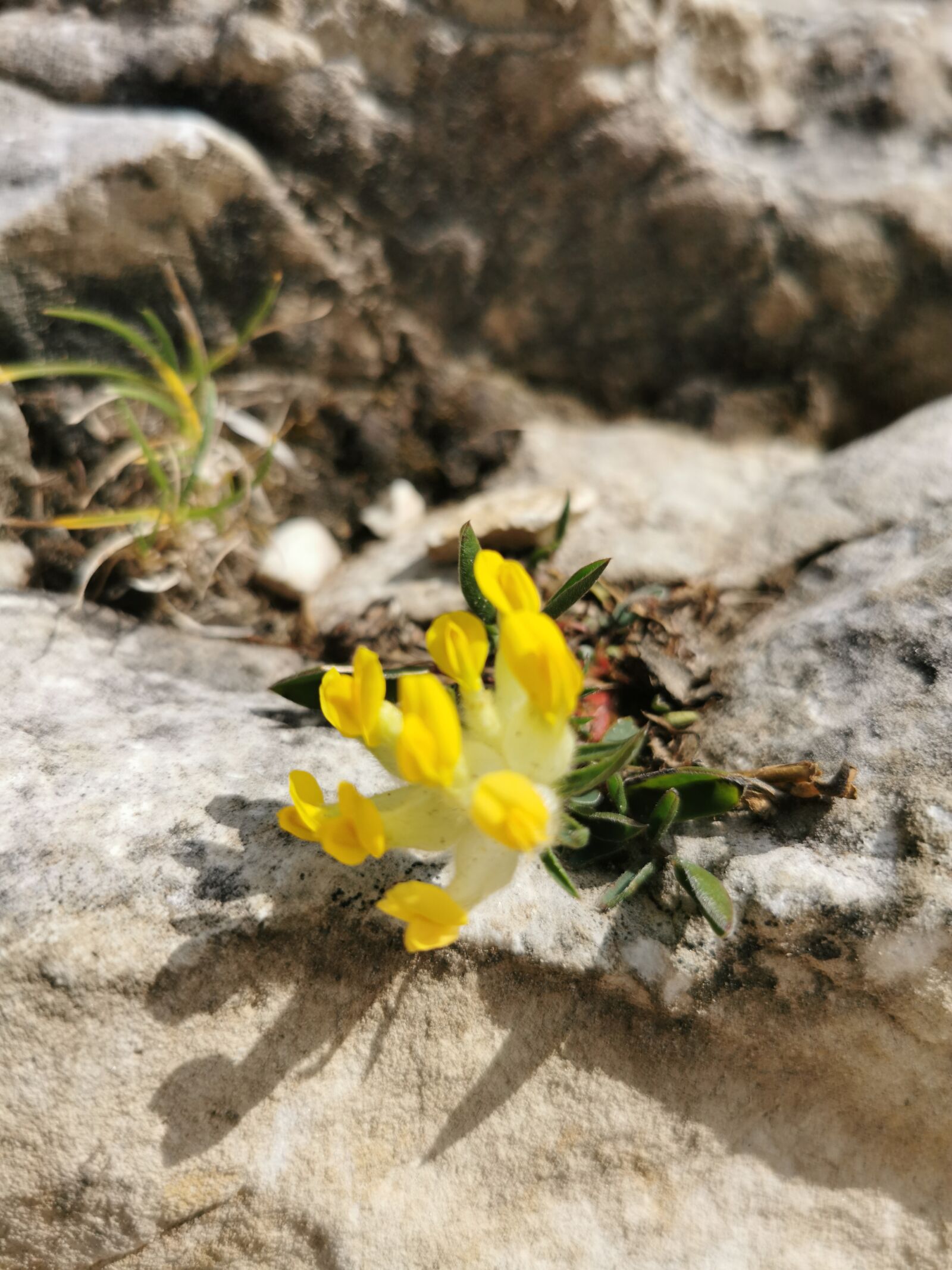HUAWEI VOG-L29 sample photo