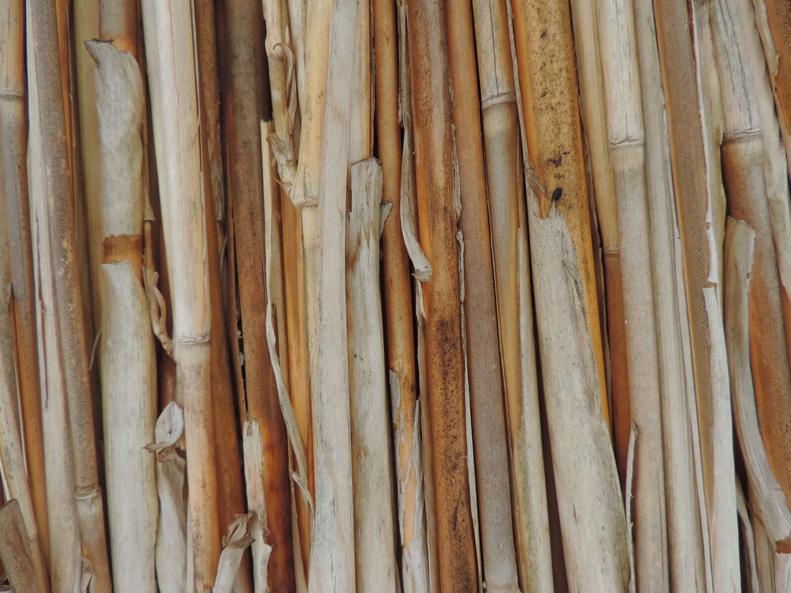 Nikon Coolpix P520 sample photo. Texture, bark, stick, wood photography