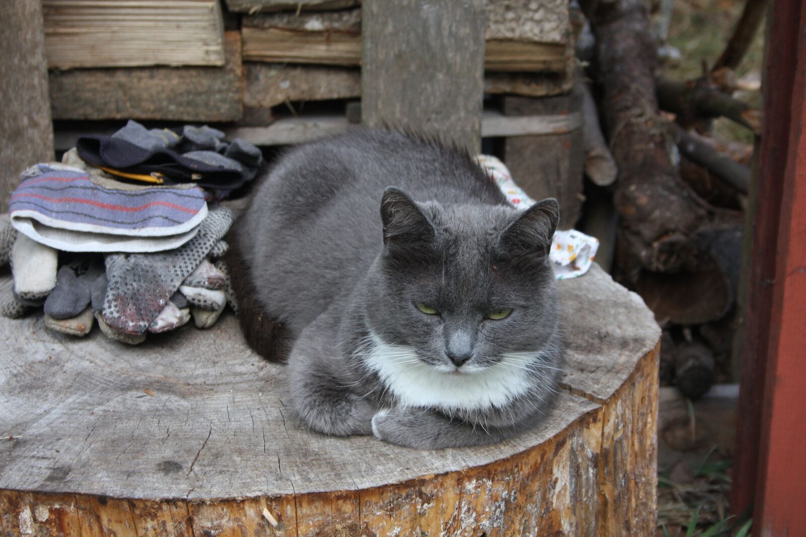 Canon EOS 40D sample photo. Cat, domestic cat, cute photography