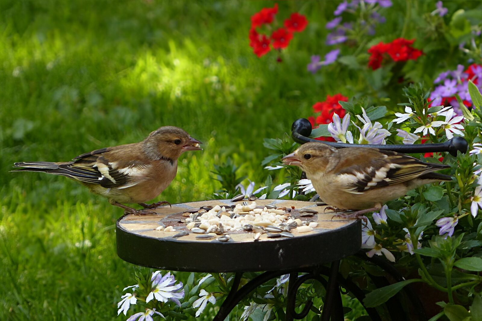 Panasonic Lumix DMC-FZ200 sample photo. Bird, chaffinch, fringilla coelebs photography