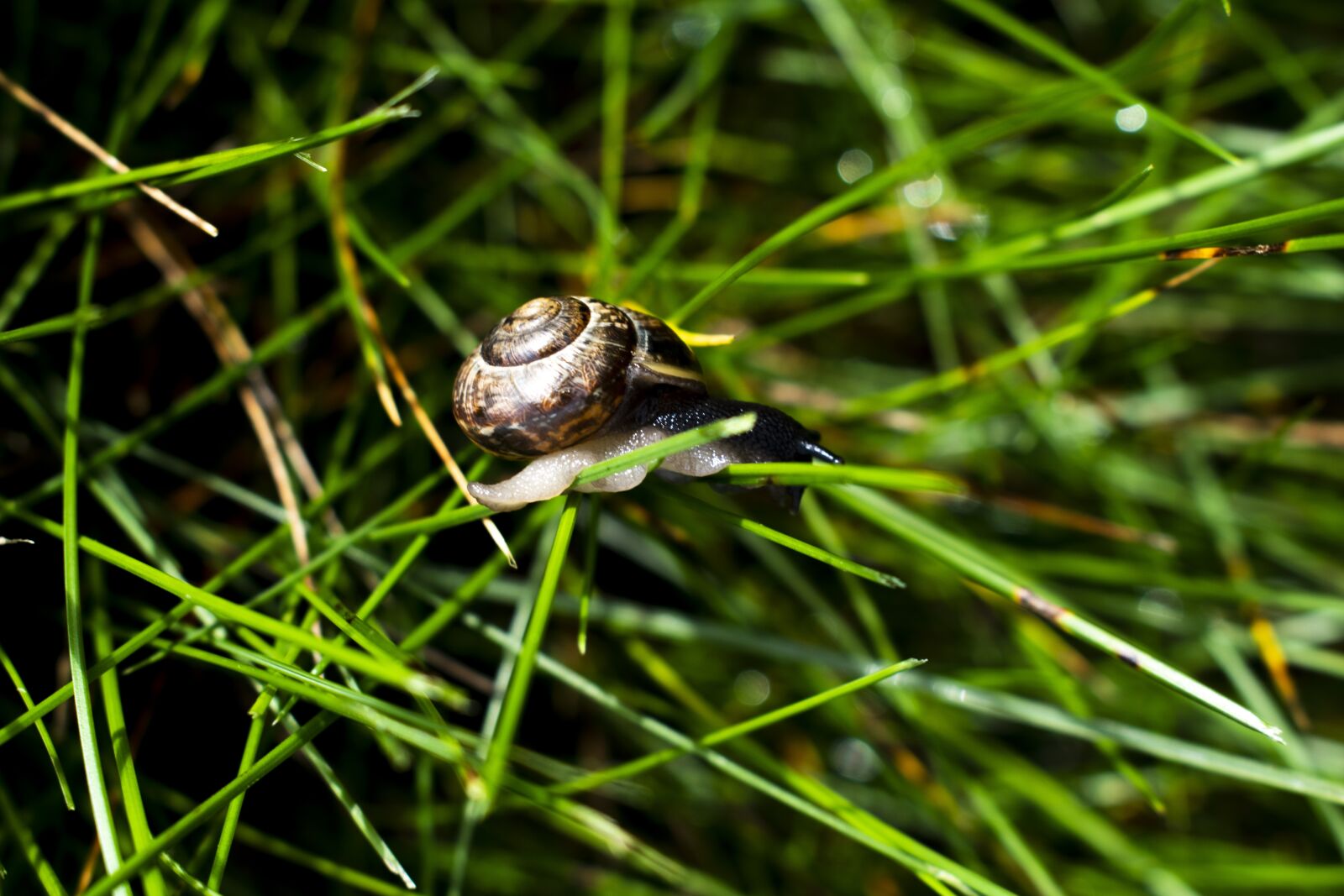 Nikon D3500 sample photo. Snail, grass, creep photography