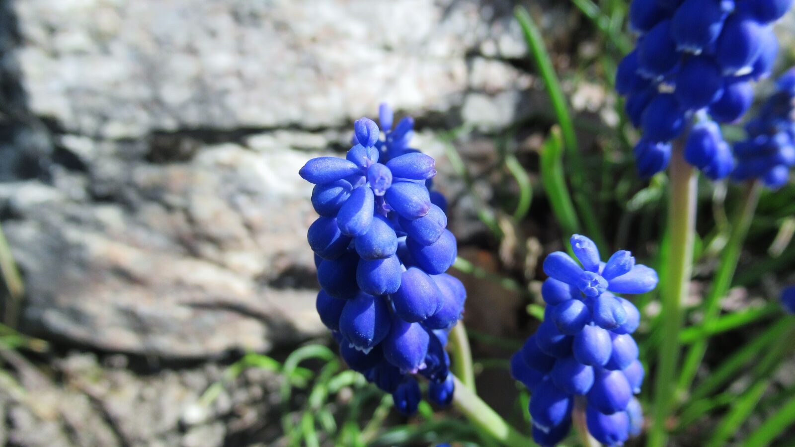 Canon PowerShot SX620 HS sample photo. Grape hyacinth, rock, nature photography