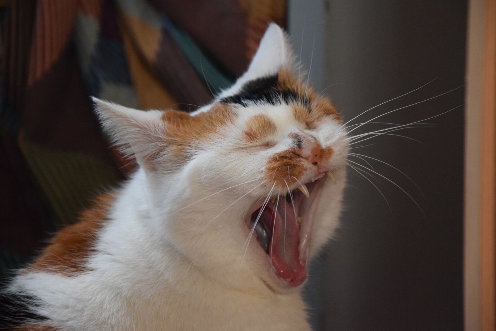 Nikon D5300 sample photo. Cat, animals, yawn photography