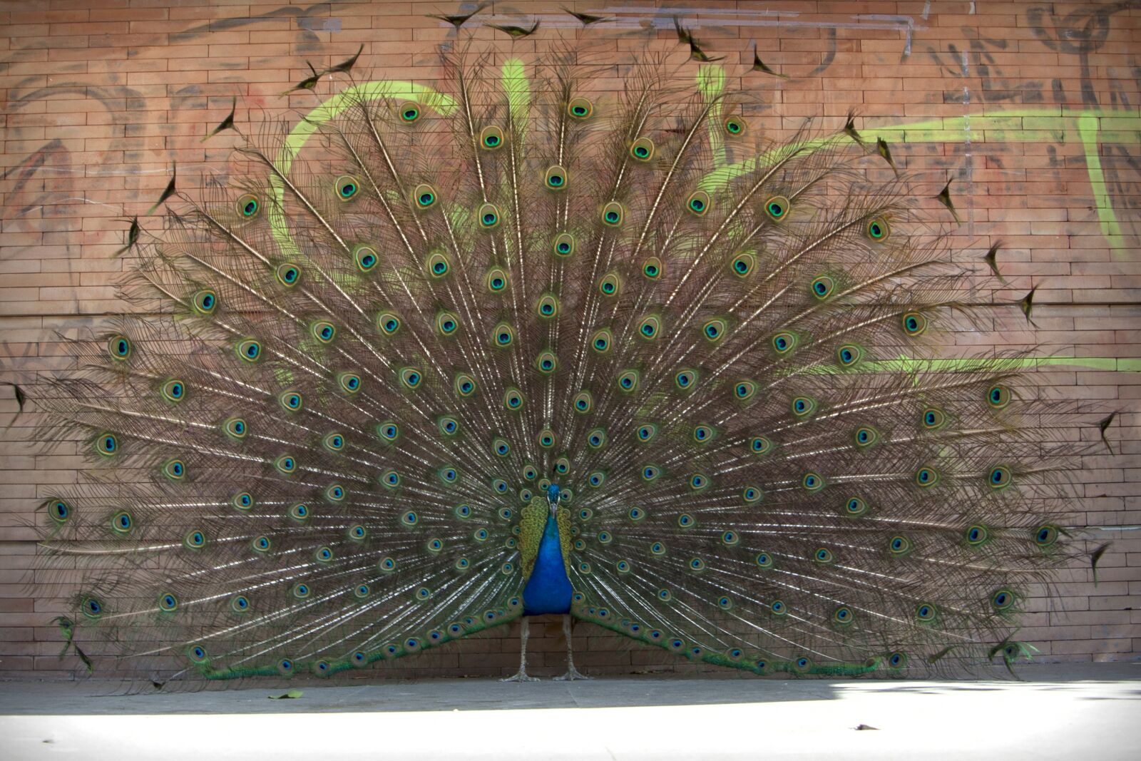 Canon EOS 350D (EOS Digital Rebel XT / EOS Kiss Digital N) sample photo. Peacock, plumage, colorful photography