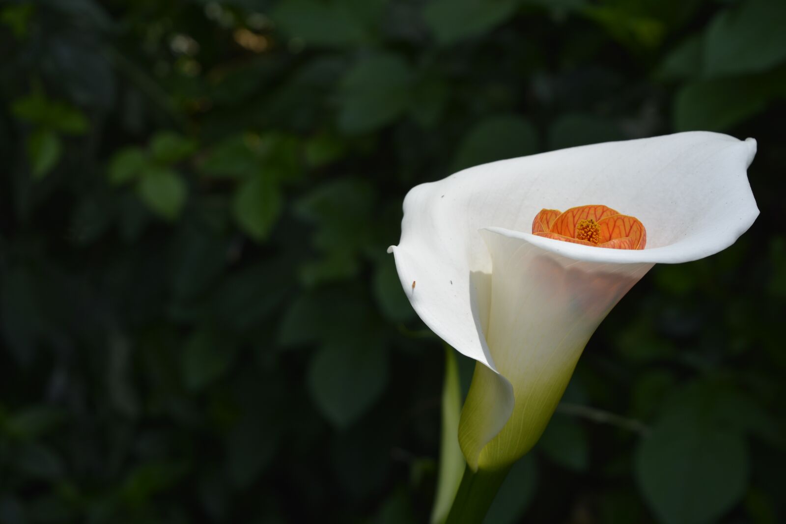 Nikon D5200 sample photo. Calla lily, flower, leaf photography