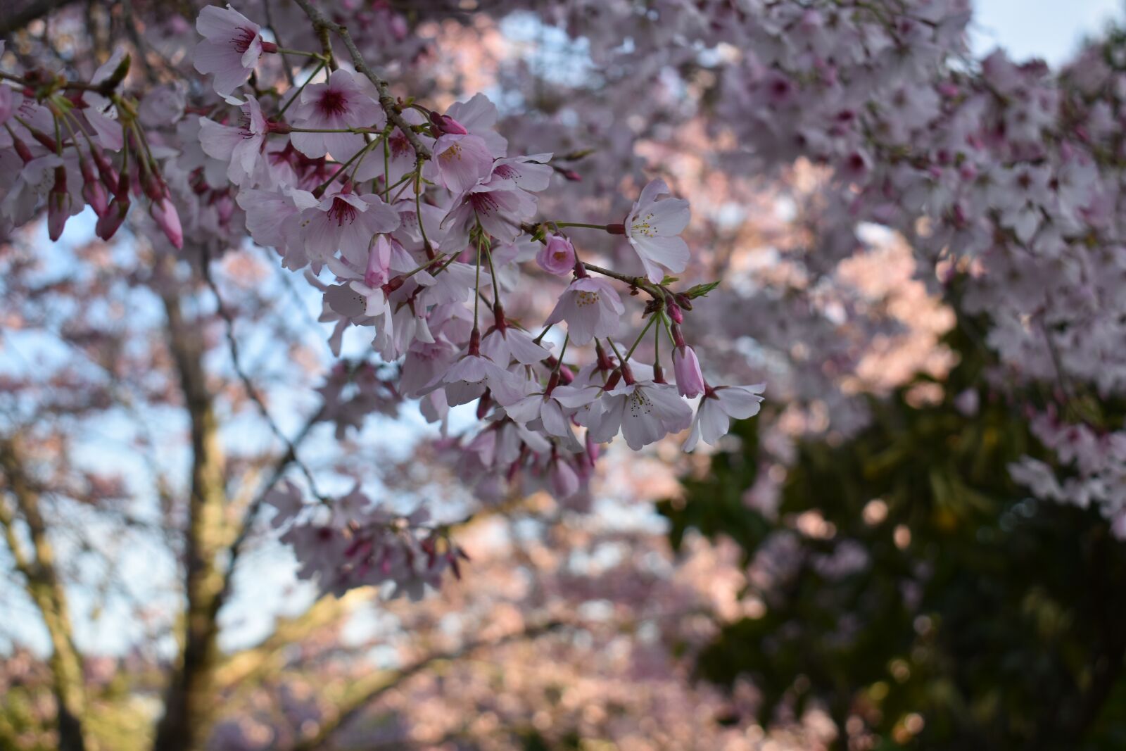 Nikon D3500 sample photo. Japan, cherry blossom, spring photography