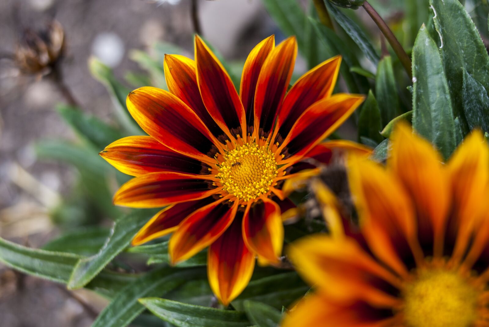 Nikon D60 sample photo. Nature, flower, plant photography