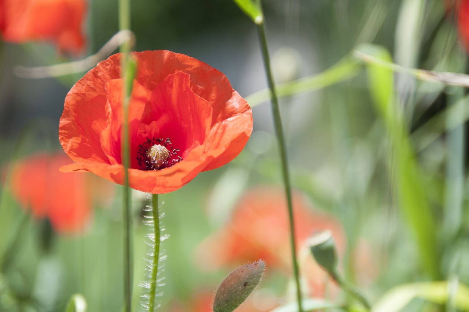 Nikon D300 sample photo. Poppy, red, nature photography
