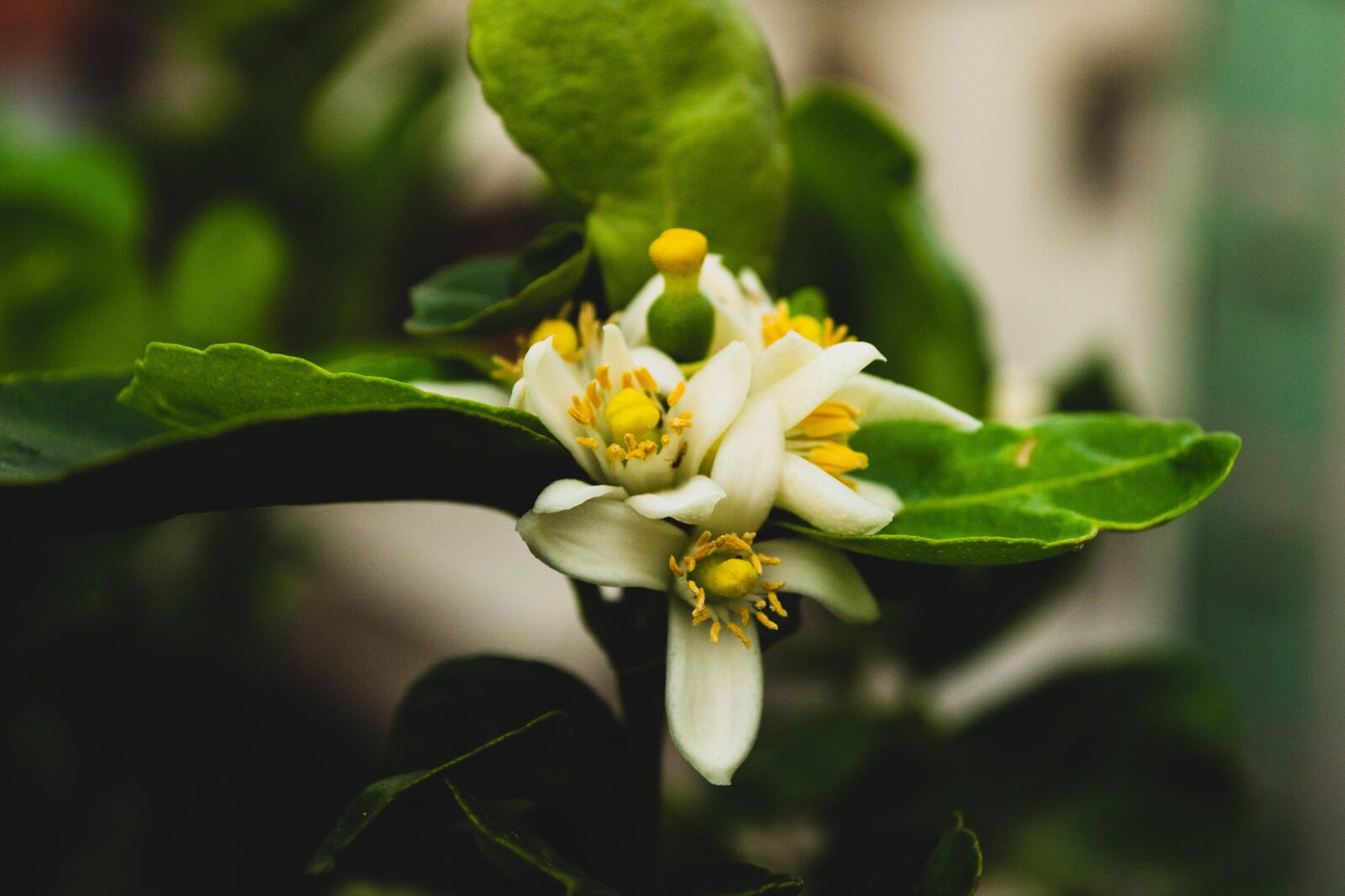 Nikon D3100 sample photo. Lemon flower, plant, garden photography