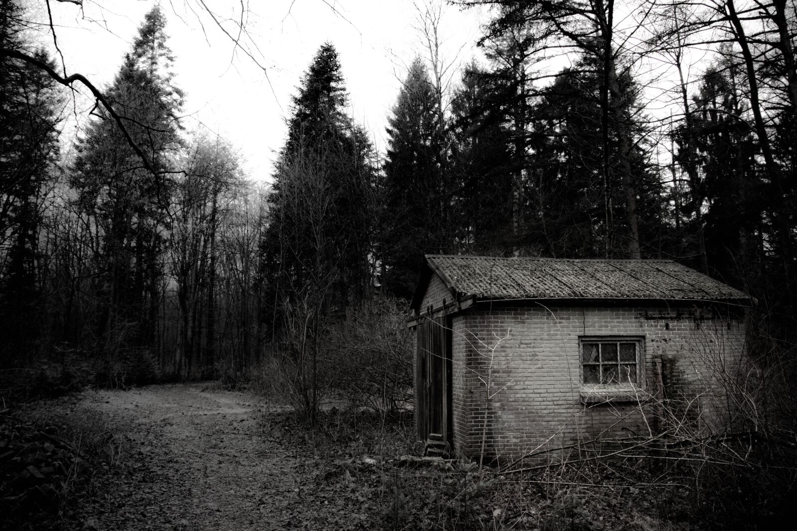 Canon EOS 80D sample photo. Blackandwhite, shed, forest photography