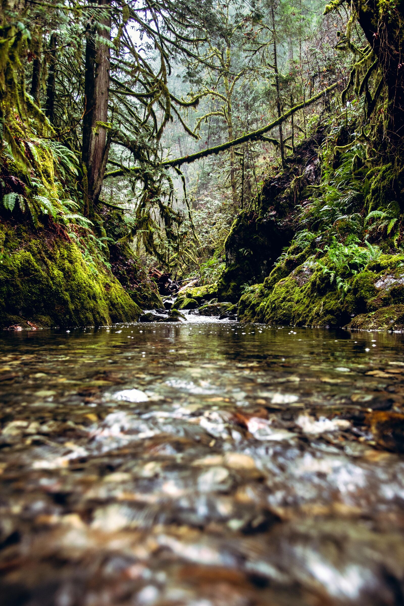 Nikon D750 sample photo. Stream, forest, rain forest photography