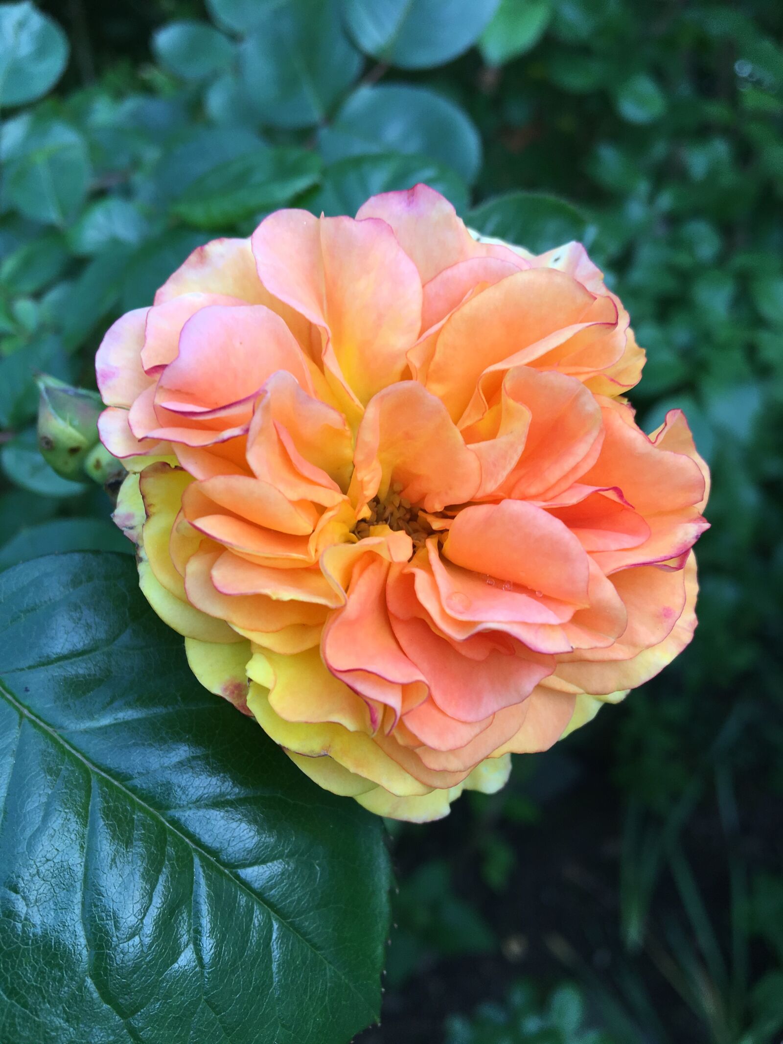 Apple iPhone 6s sample photo. Rose, garden, plant photography