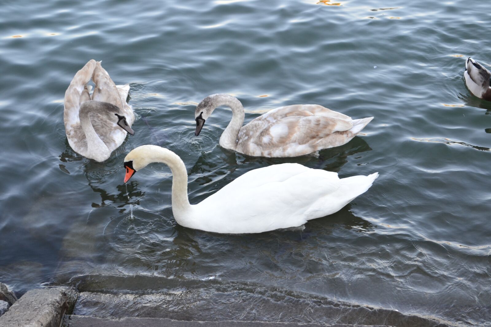 Nikon D3100 sample photo. Swan, water, bird photography
