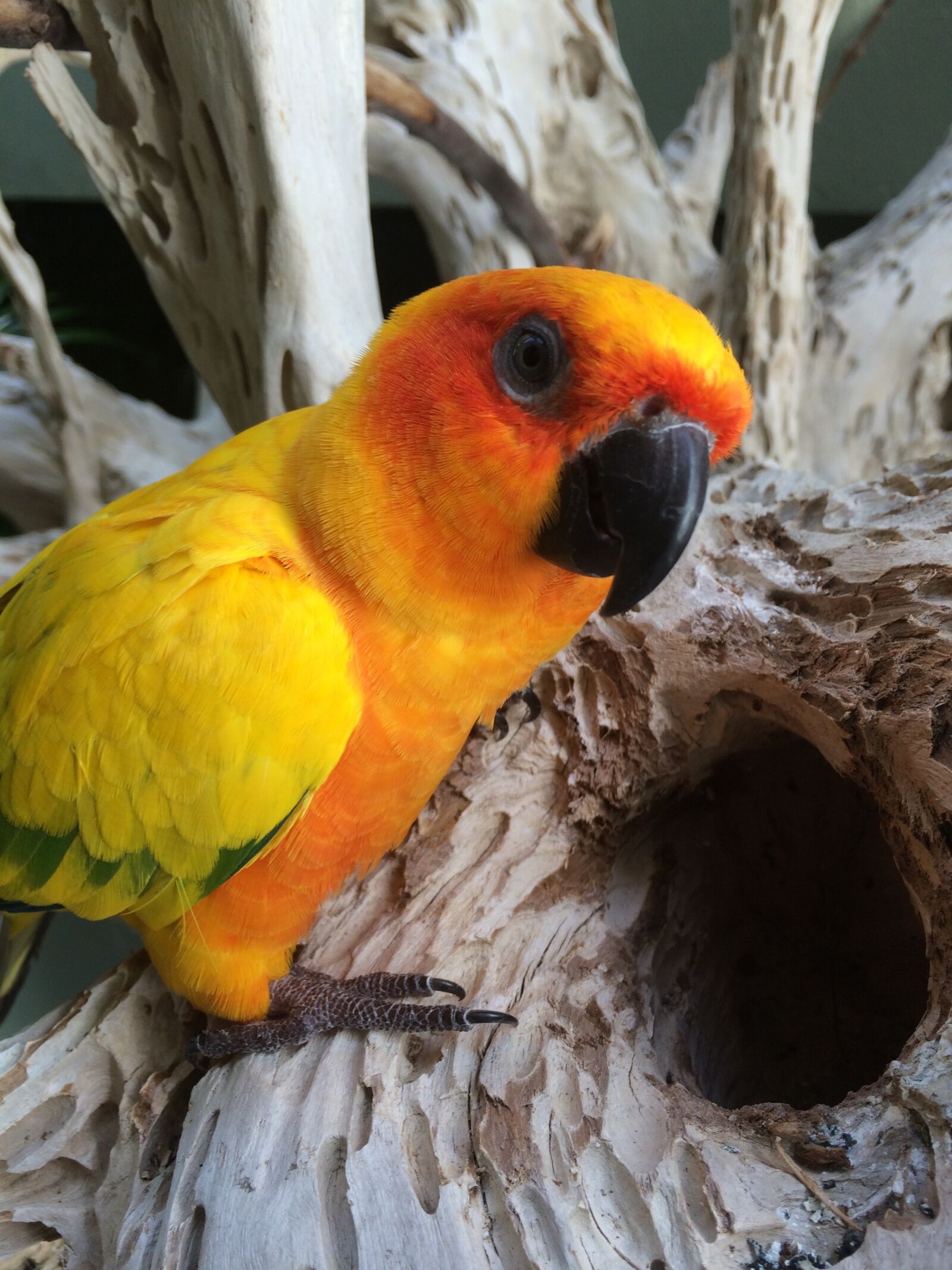 iPhone 5s back camera 4.15mm f/2.2 sample photo. Parakeet, bird, yellow photography