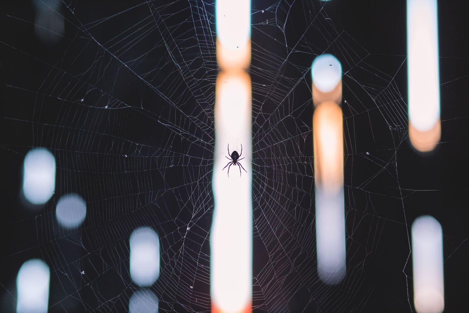 Canon EF 85mm F1.8 USM sample photo. Spider, web, insect photography