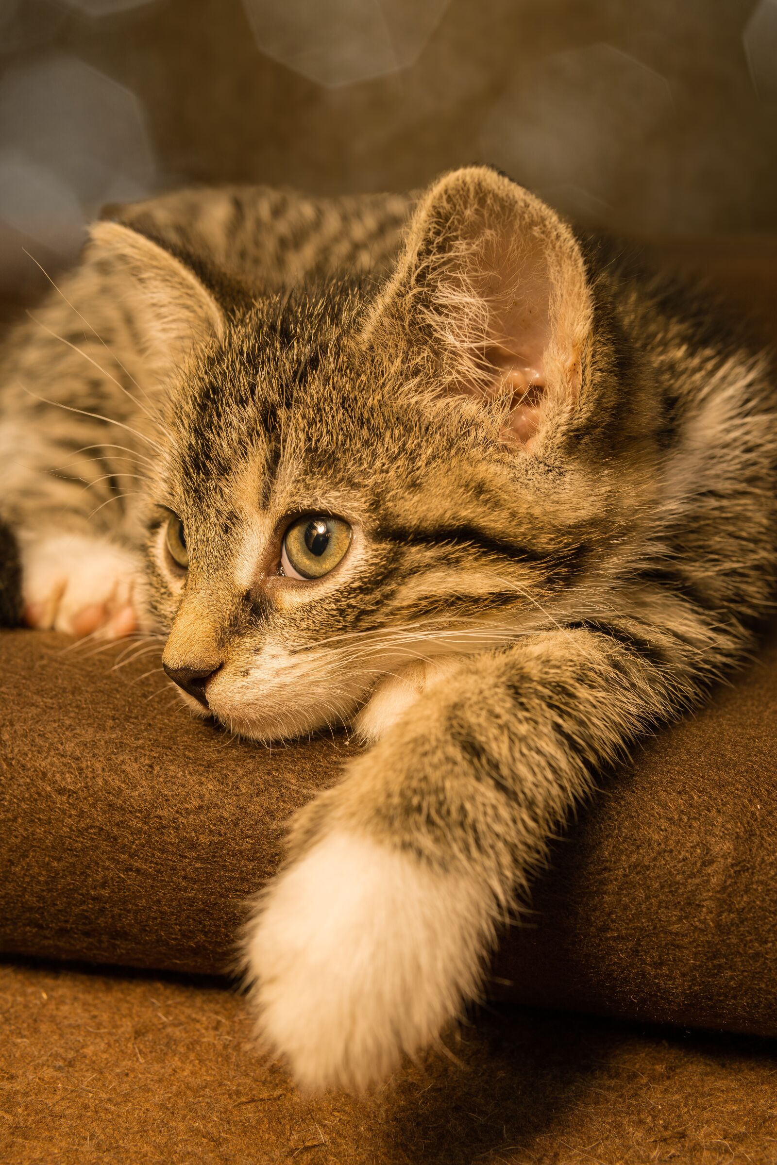 30mm F1.4 DC DN | Contemporary 016 sample photo. Cat, small, mackerel photography
