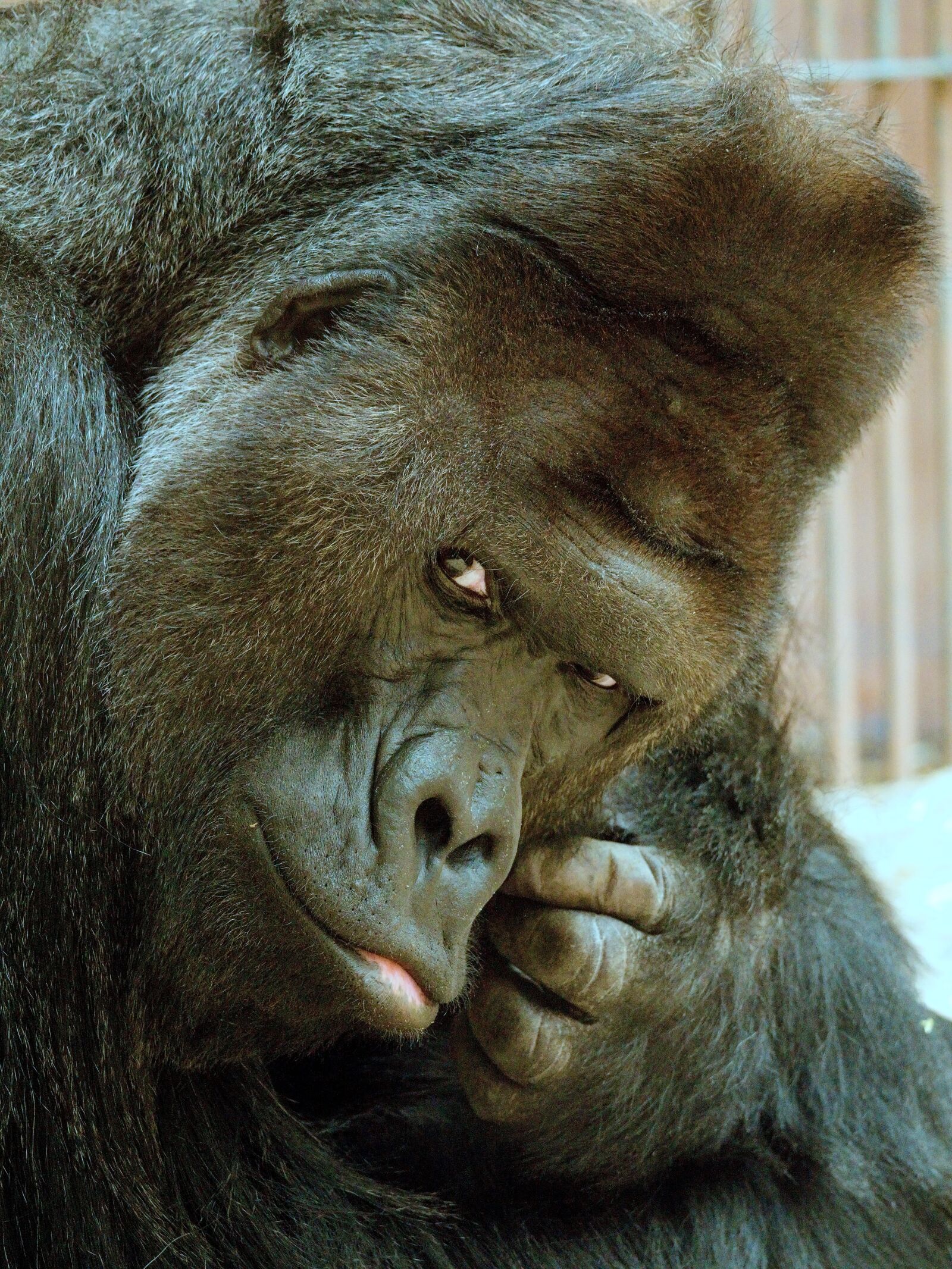 Panasonic Lumix DC-G9 sample photo. Richard, gorilla, animal photography
