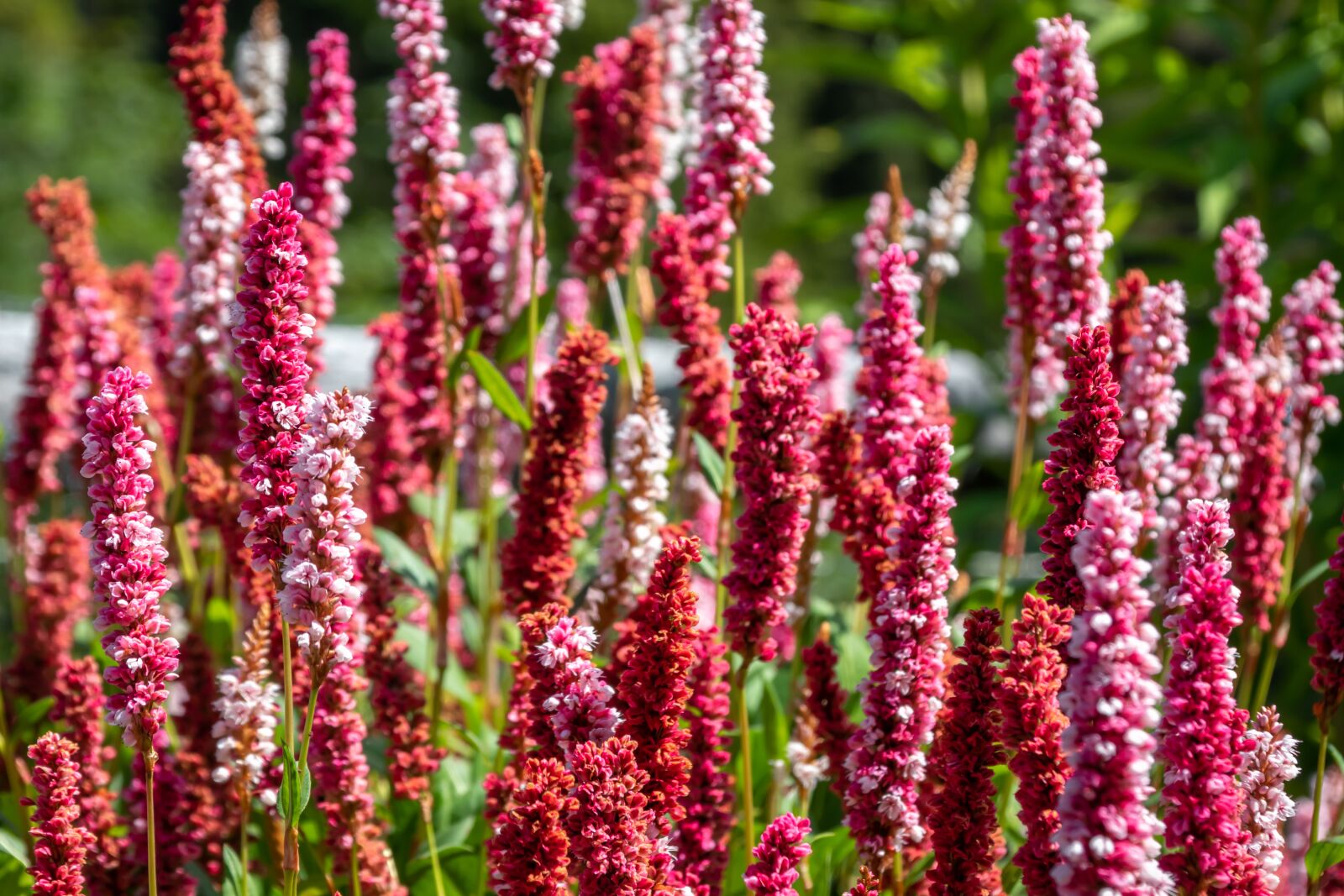Canon EOS 80D sample photo. Flowers, plant, alpine photography