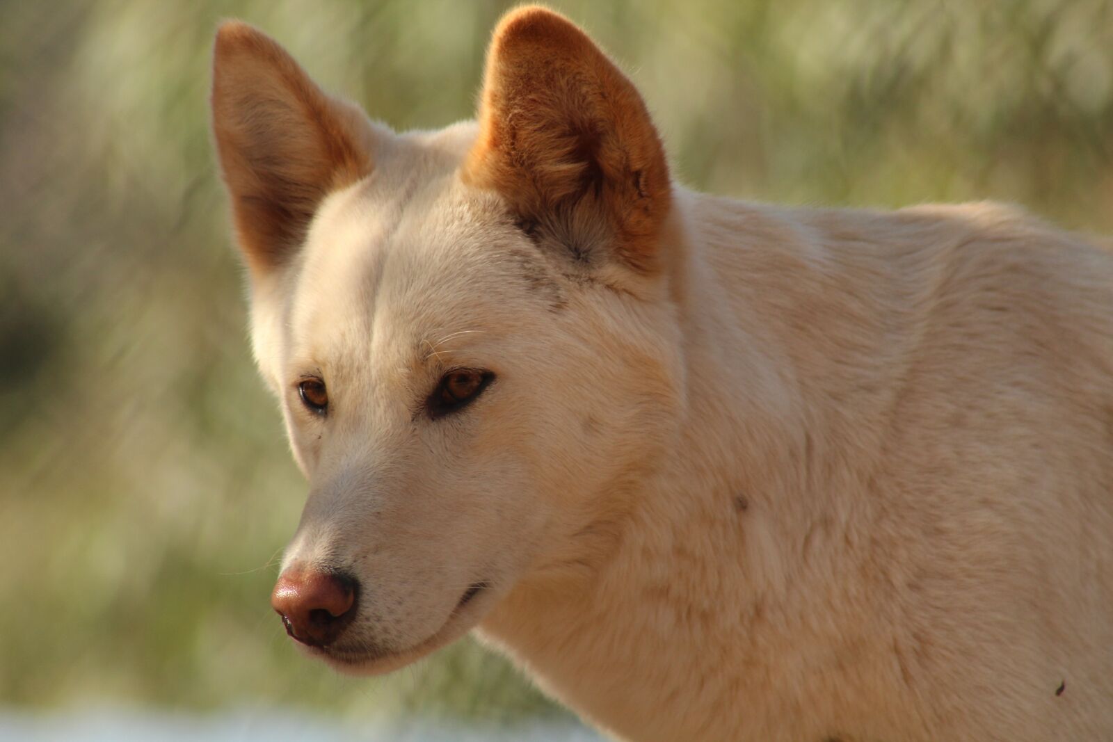 Canon EF75-300mm f/4-5.6 sample photo. Animal, mammal, dog photography