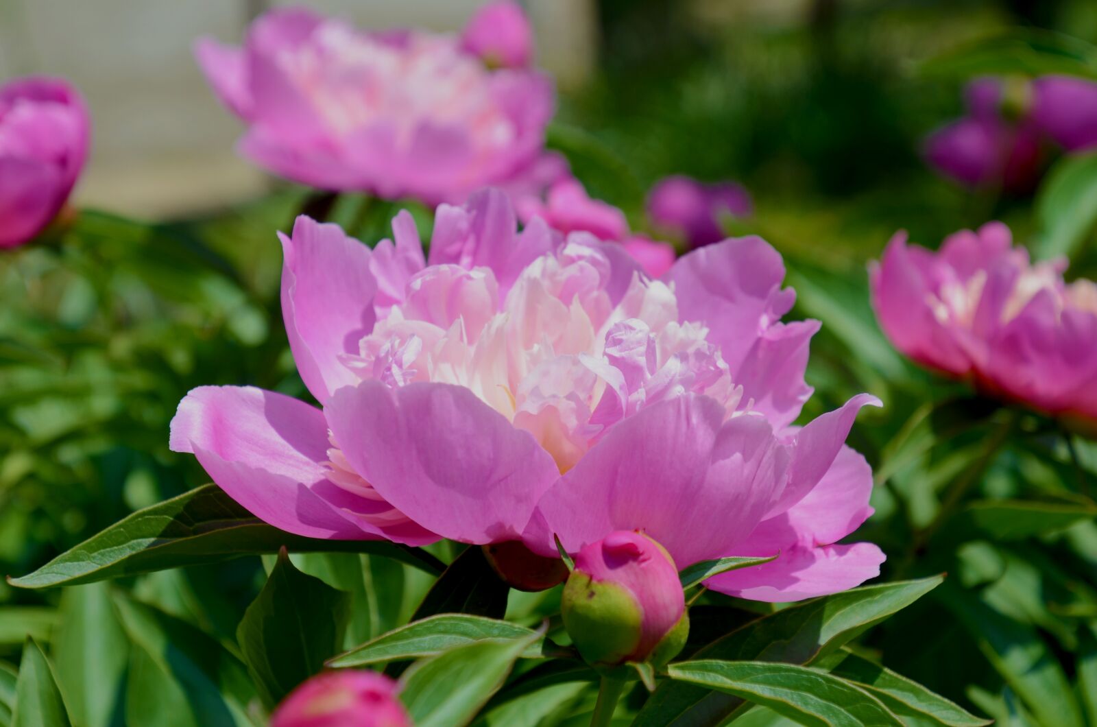 Nikon D7000 sample photo. Peony, pentecost, flower photography