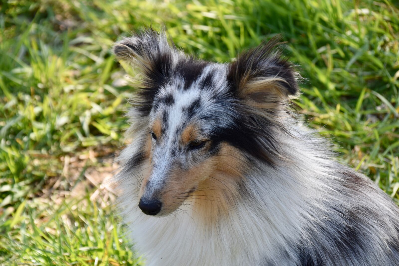 Nikon D5600 sample photo. Dog, bitch, shetland sheepdog photography