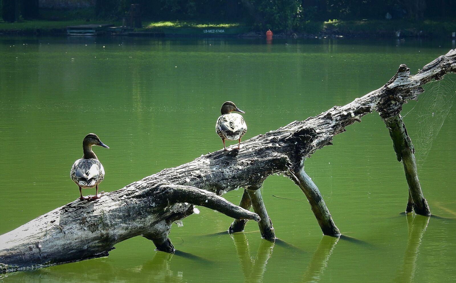 Nikon Coolpix P900 sample photo. Ducks, lake, tree photography