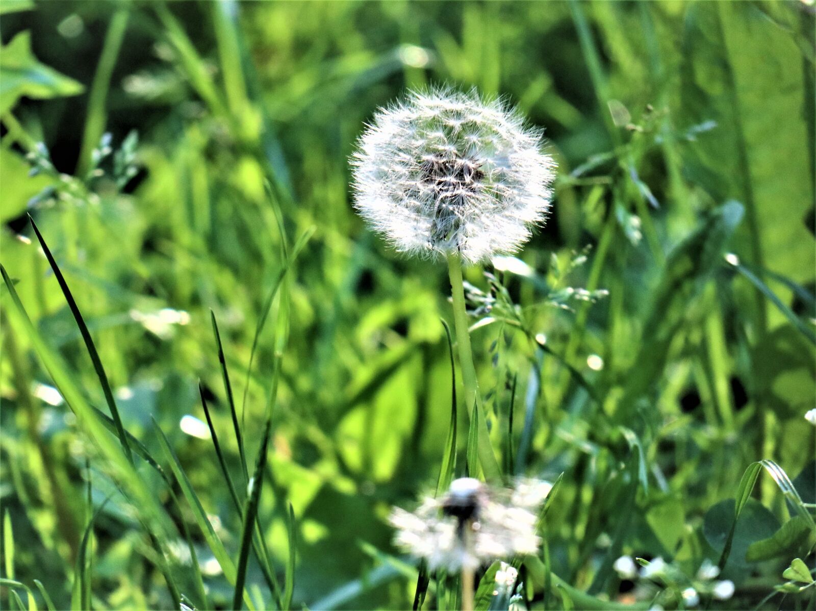 Canon EOS M6 sample photo. Grass, meadow, green photography