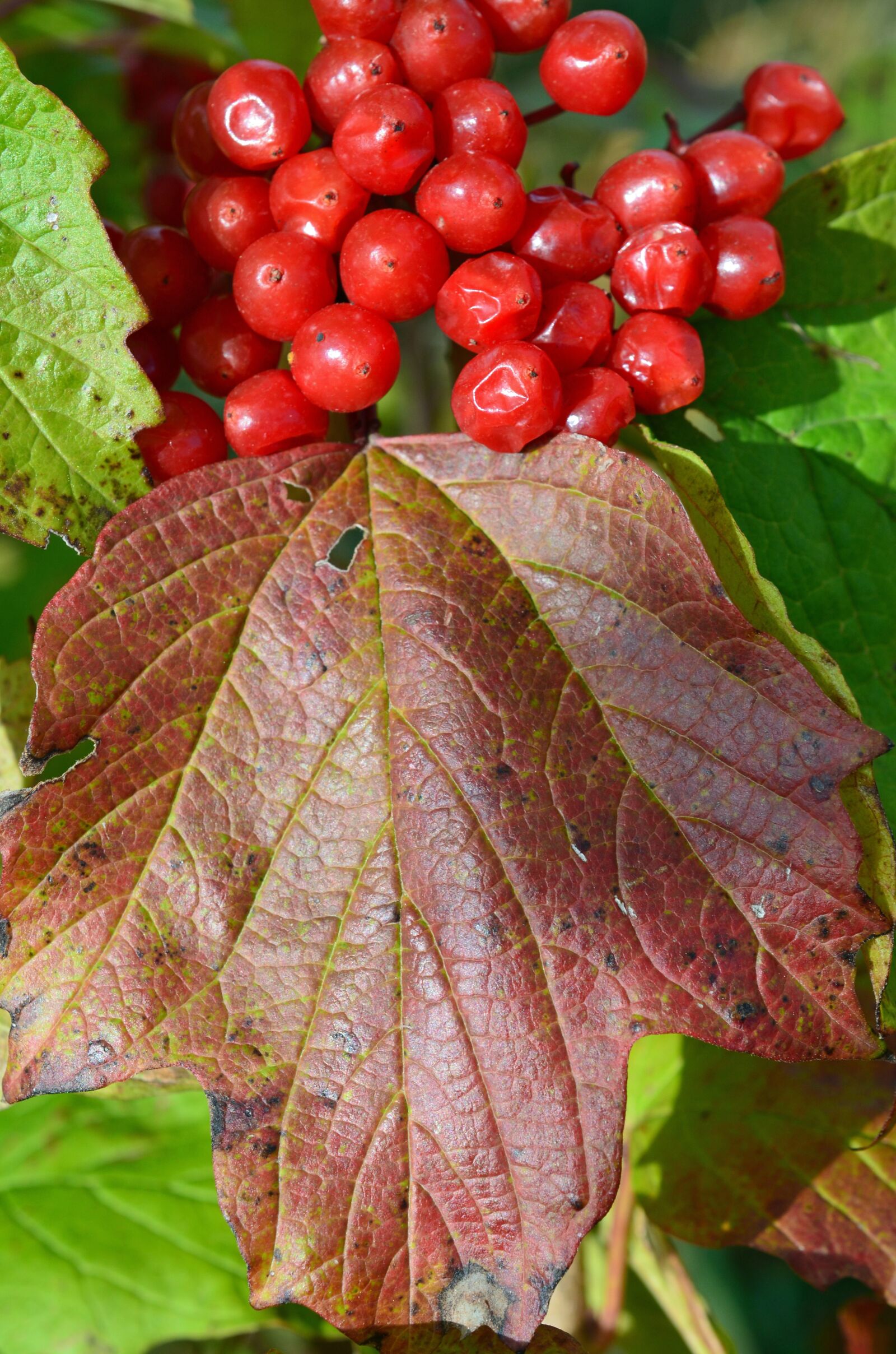Nikon D5100 sample photo. Berries, autumn, leaf photography