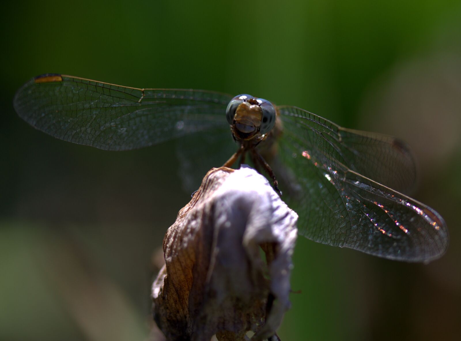 Canon EF-S 60mm F2.8 Macro USM sample photo. Dragonfly, insecta, wings photography