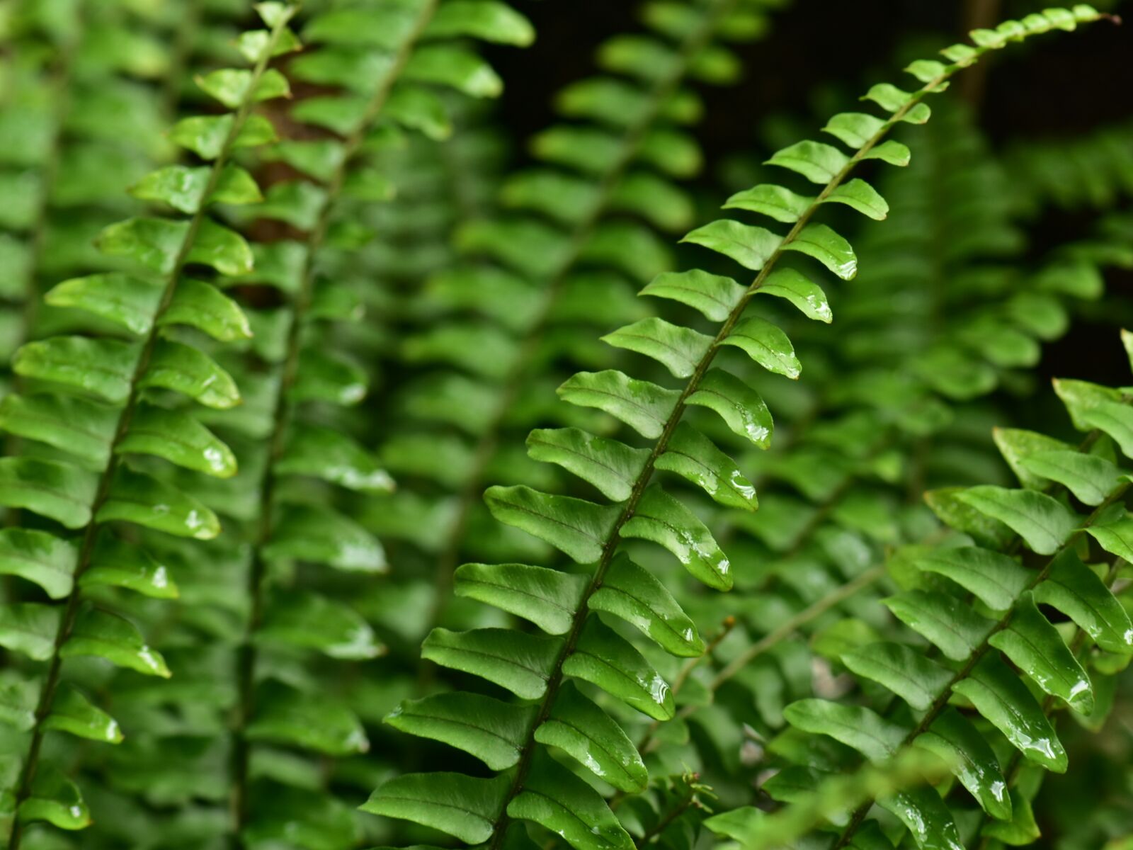 Nikon D3400 sample photo. Fern, leaf, leaves photography
