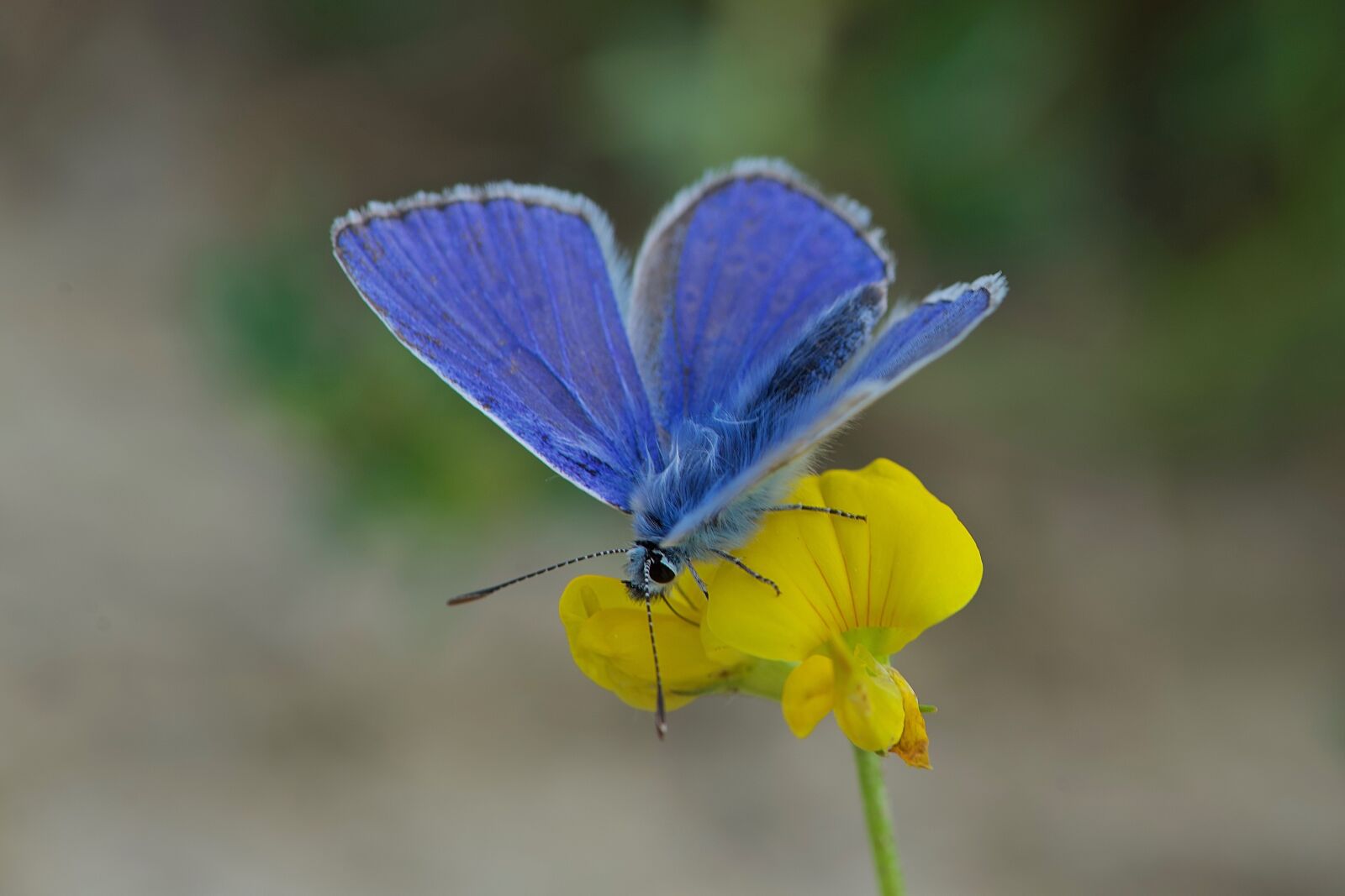 Nikon D750 sample photo. Butterfly, azure, male photography