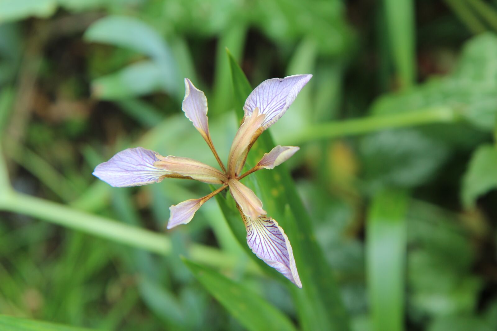 Canon EOS 600D (Rebel EOS T3i / EOS Kiss X5) sample photo. Iris, iris wild, iris photography